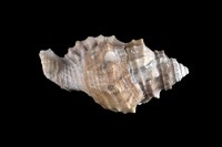 藏品(大象法螺)的圖片